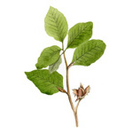 Fagus sylvatica